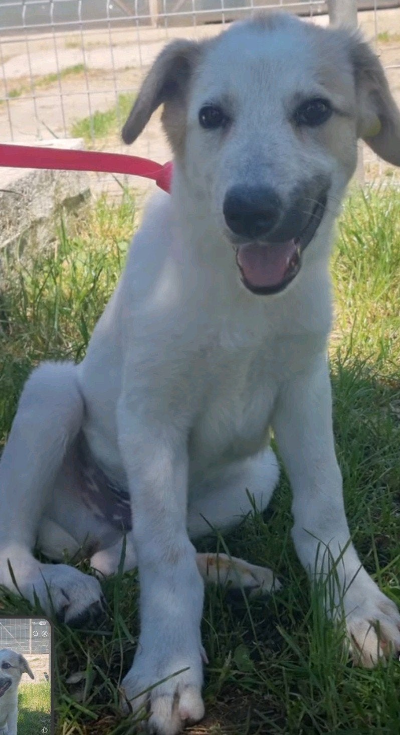 Vrolijke snuiter Larry ter adoptie!, Dieren en Toebehoren, Honden | Niet-rashonden, Particulier, 15 weken tot 1 jaar, Reu, Buitenland