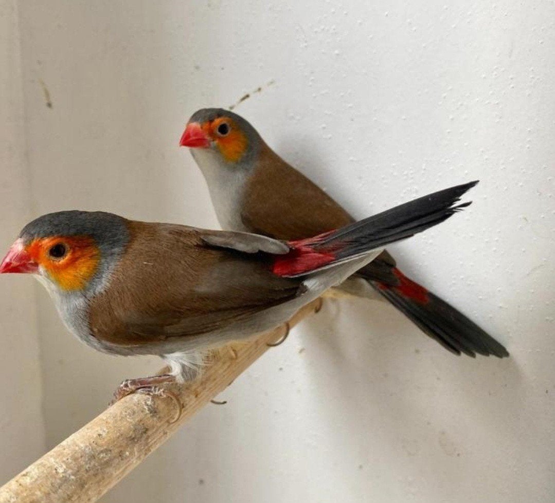 Te koop, koppel oranjekaakjes., Dieren en Toebehoren, Meerdere dieren, Tropenvogel, Geringd