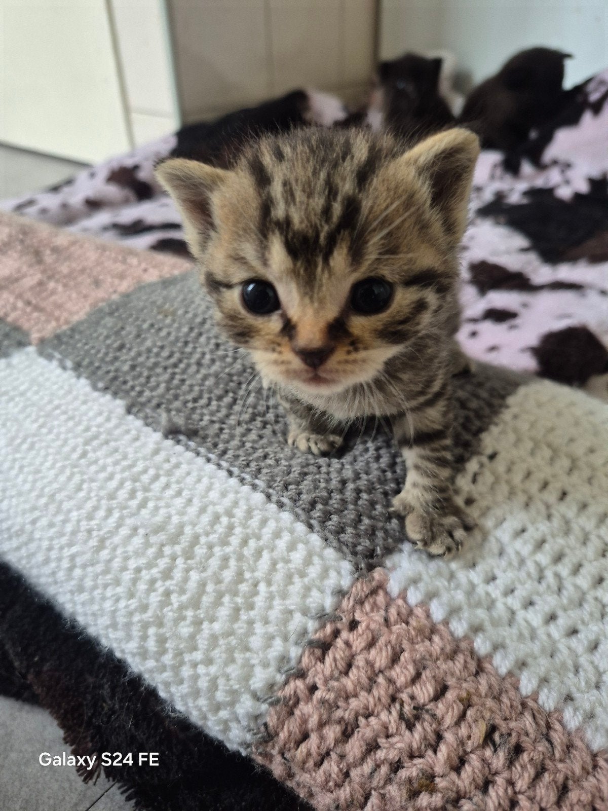 Te koop brittsekorthaar kittens kruising huiskat