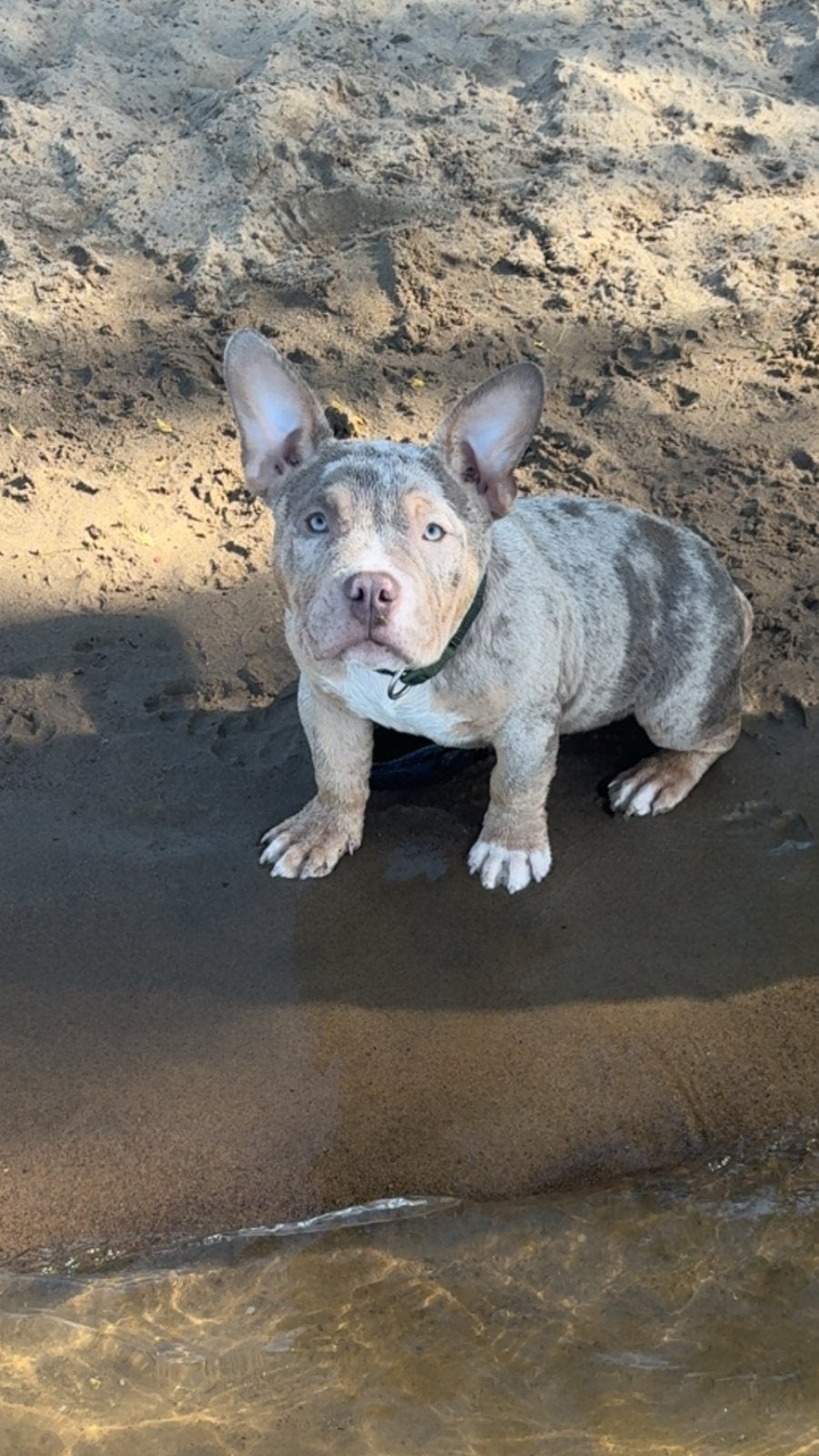 American bully pocket reu, Dieren en Toebehoren, 15 weken tot 1 jaar, CDV (hondenziekte), Eén hond, Nederland
