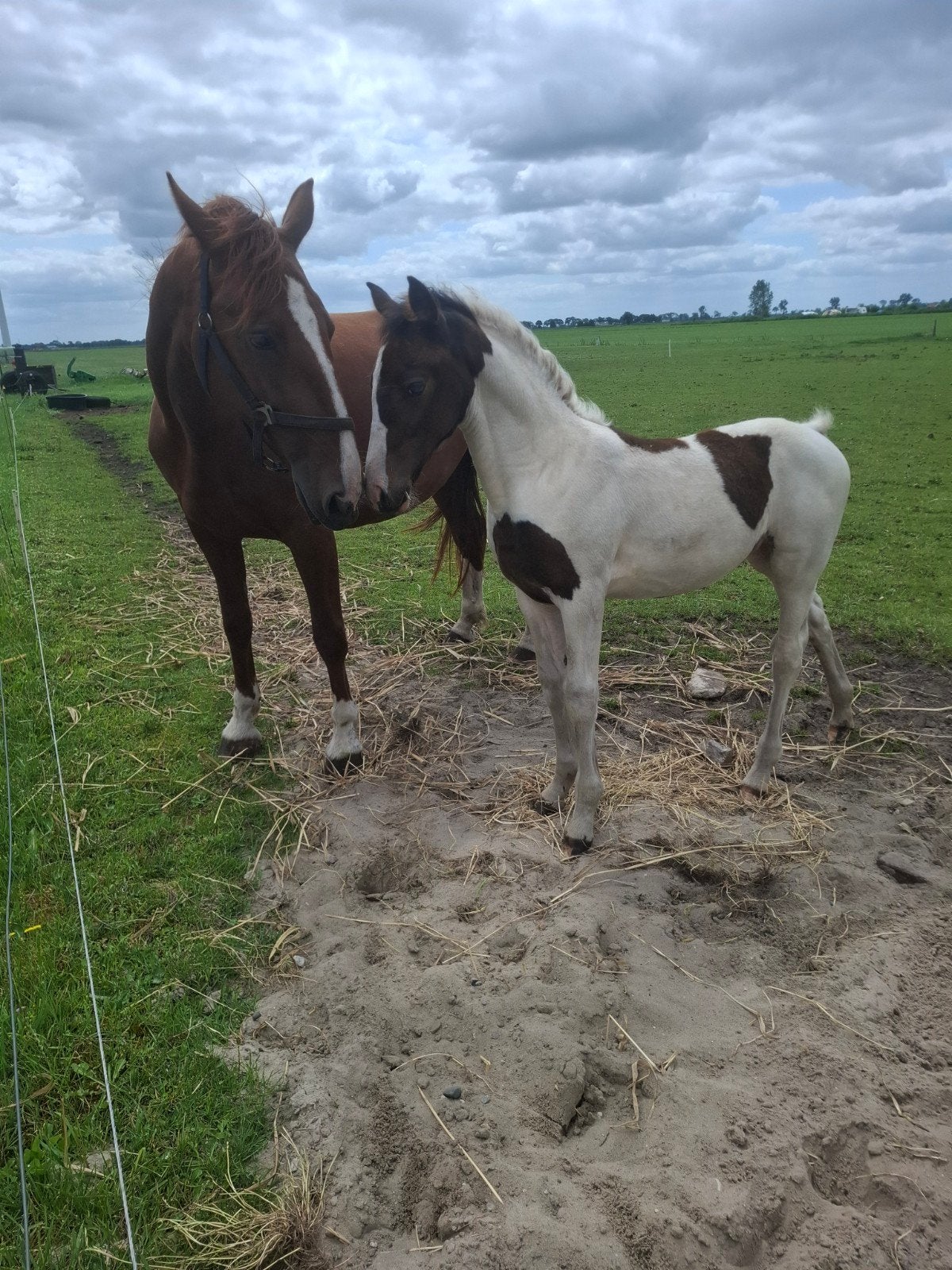 Prachtig mooie Merrie met bont veulen!, Dieren en Toebehoren, Paarden, Merrie, 0 tot 2 jaar