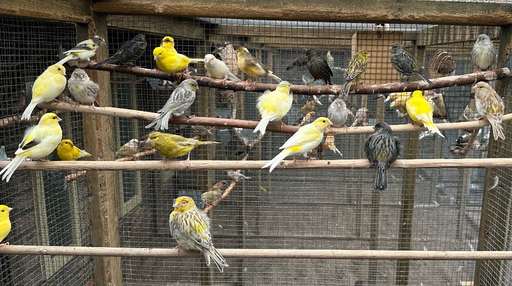 Kanaries verschillende kleuren, Meerdere dieren, Kleurkanarie