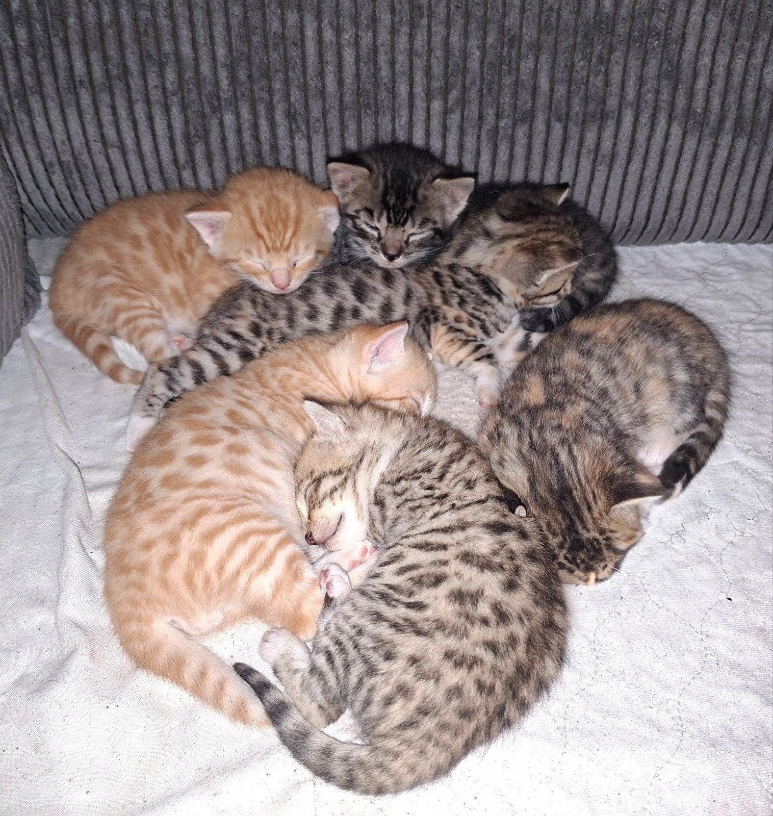 Bengaalse Kittens (nog 3 over), Meerdere dieren, Kortharig, 0 tot 2 jaar