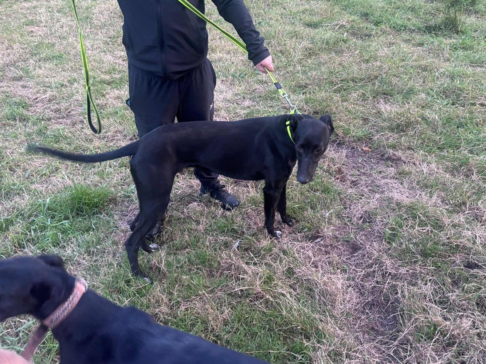 greyhound hazewind. whippet, Teef, Eén hond, Nederland, Particulier