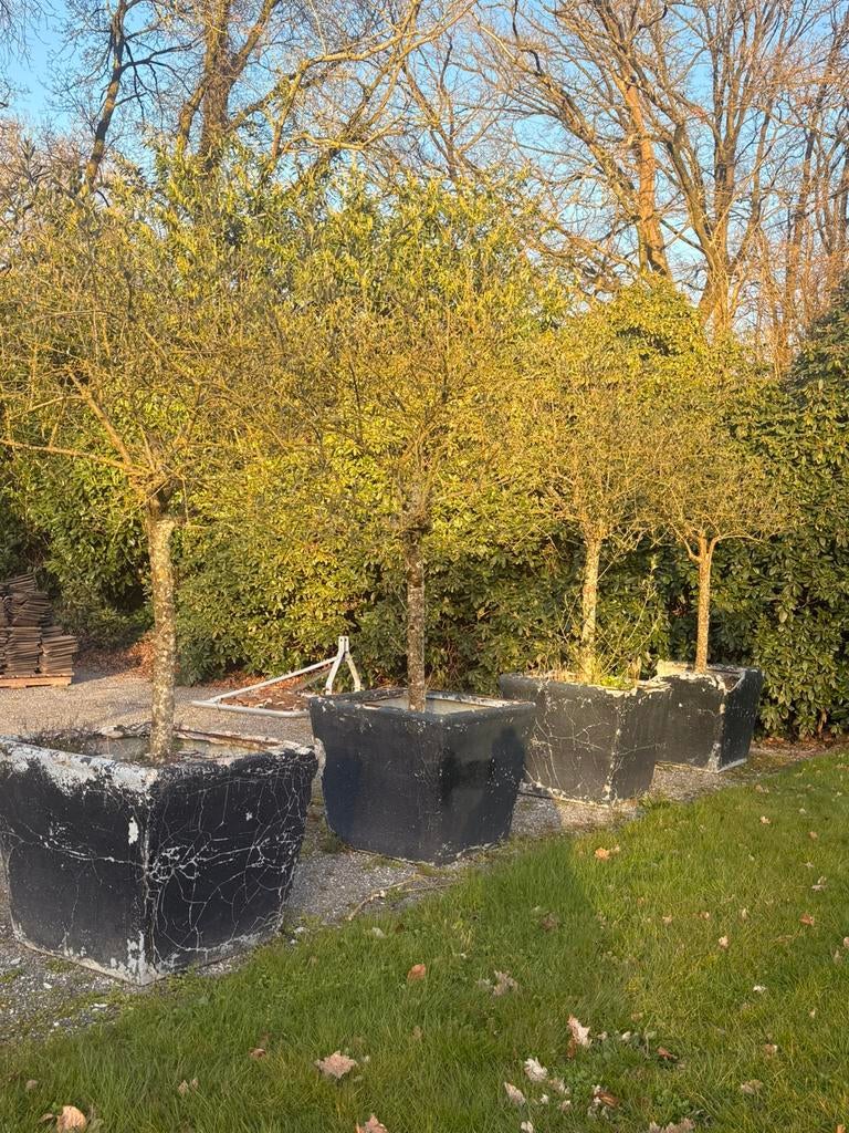 Mooie hoge Olijfbomen (2m+) 200 euro voor 4, Tuin en Terras, Planten | Bomen, Bloeit niet, 100 tot 250 cm, Olijfboom, Ophalen