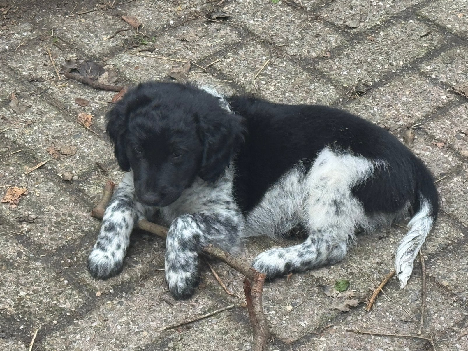 Prachtige Friese Stabij (nog 1 reutje) mag nest verlaten, België, Particulier, HCC (leverziekte), Overige rassen
