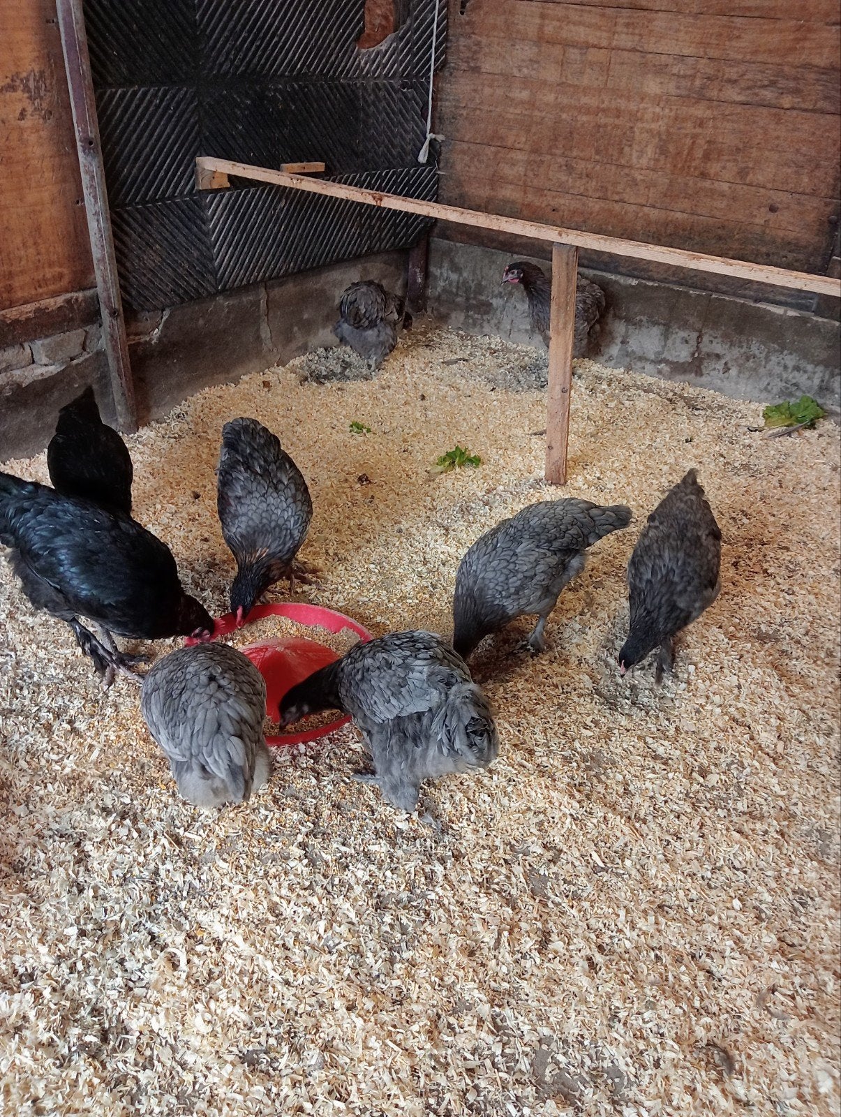 Jonge marans kippen groot