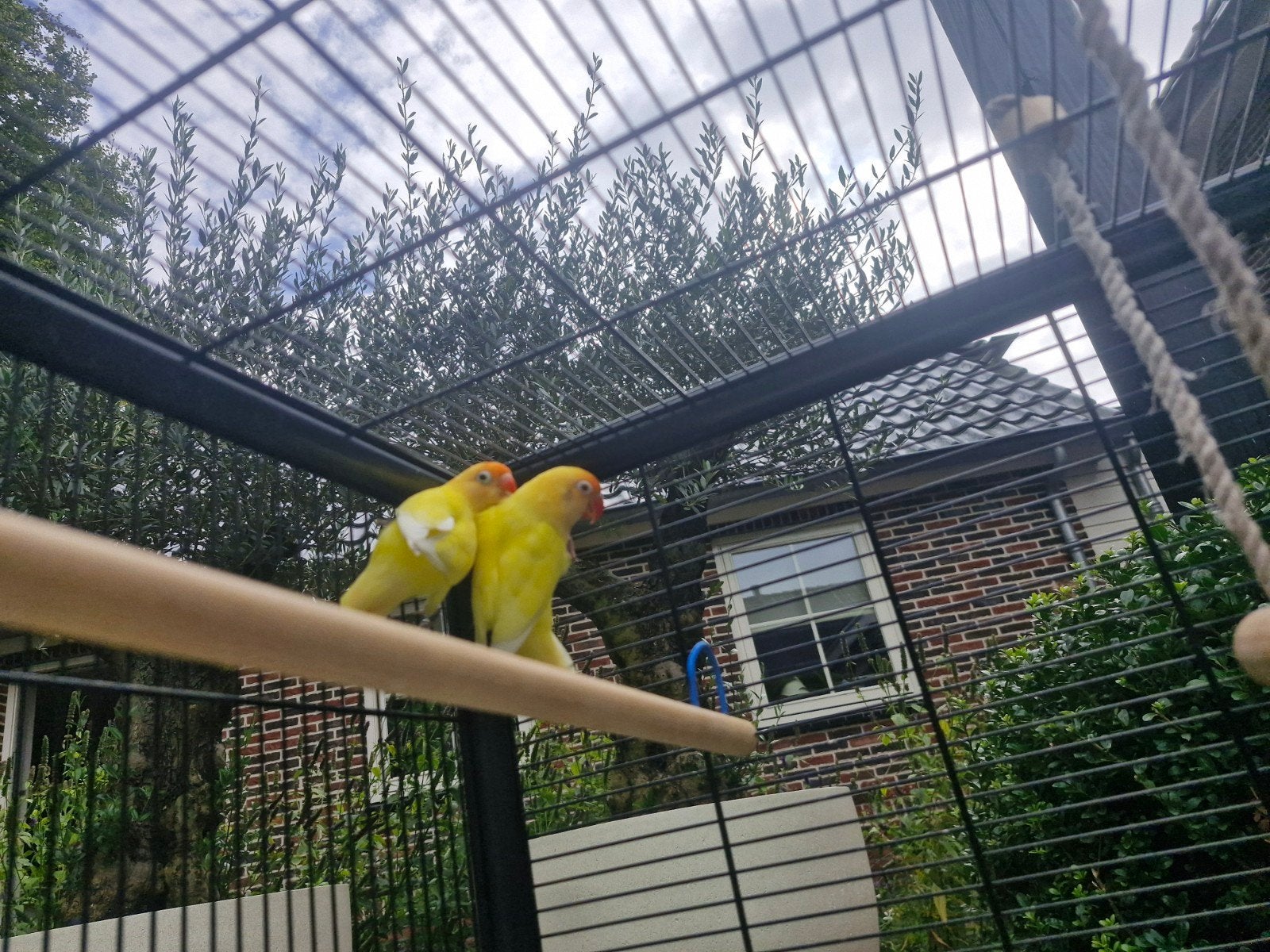 mooie vogelkooi met 2 personata fischeri albino, Geslacht onbekend, Parkiet, Geringd