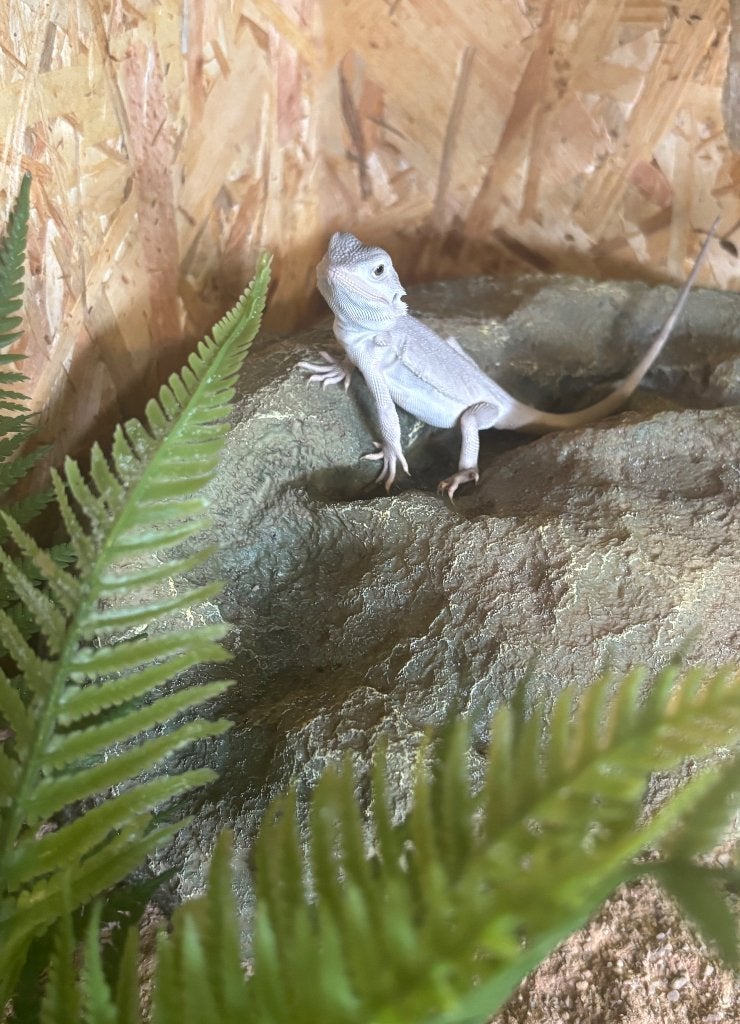 100% Witblits-Zero baardagaam ( mannetje) + osb terrarium