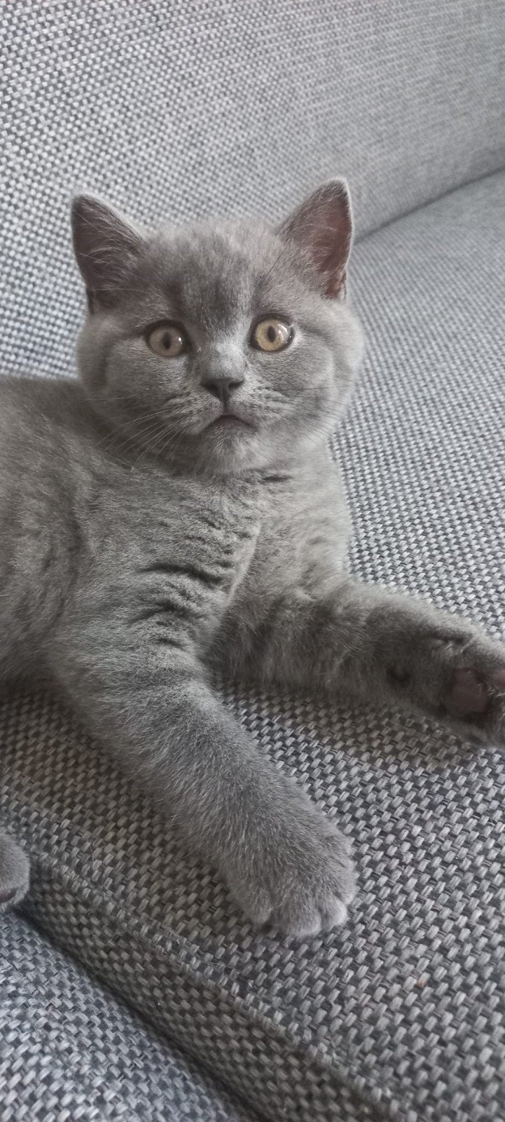 Kittens te koop, Britse Korthaar., Meerdere dieren, Gechipt