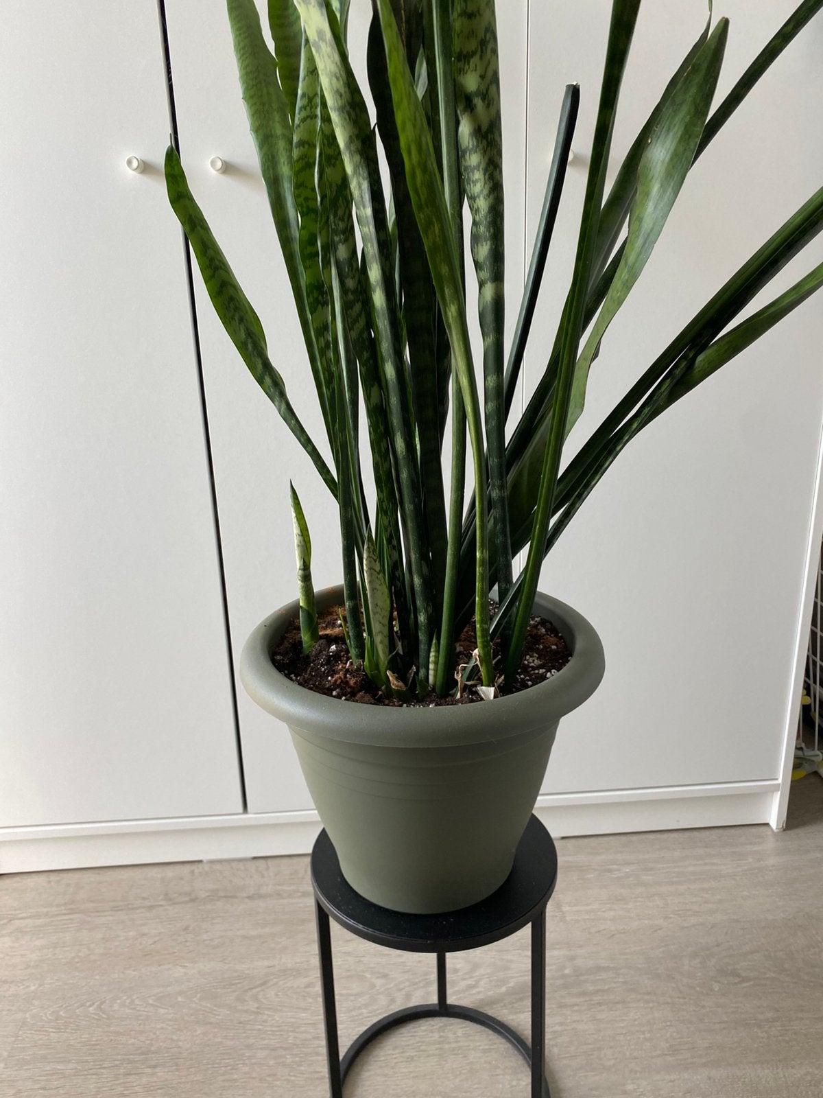 Te koop Sanseveria, Huis en Inrichting, Kamerplanten, Ophalen, Halfschaduw, Minder dan 100 cm