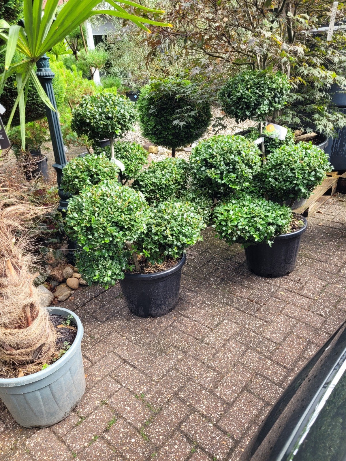 Ilex Crenata Green Lustre Vormsnoei - Japanse Hulst, Overige soorten, Volle zon, Vaste plant, Ophalen of Verzenden