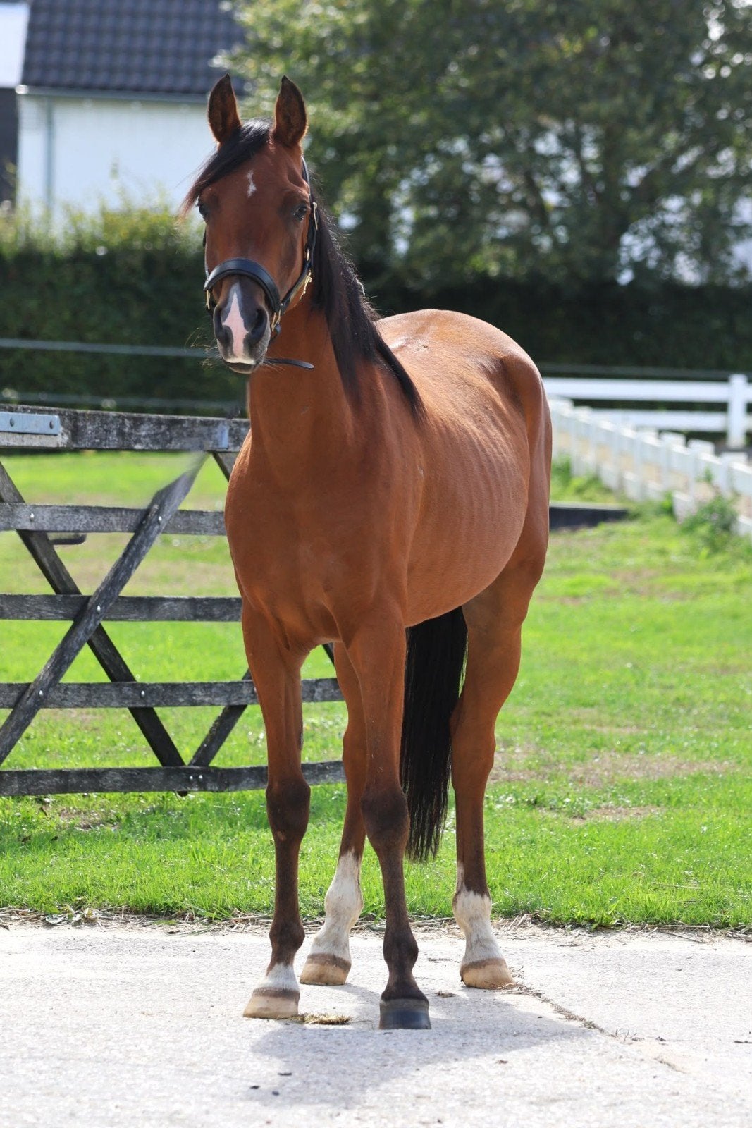 Mooie lieve 6 jarige arabier ruin, Dieren en Toebehoren, Ruin, 3 tot 6 jaar