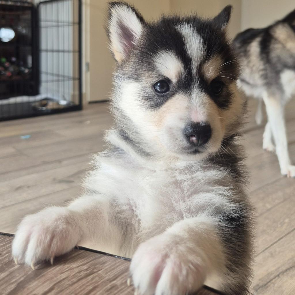 Pomsky f1 puppy's, Dieren en Toebehoren, Honden | Poolhonden, Keeshonden en Oertypen, Parvo, 8 tot 15 weken, Poolhond, Meerdere