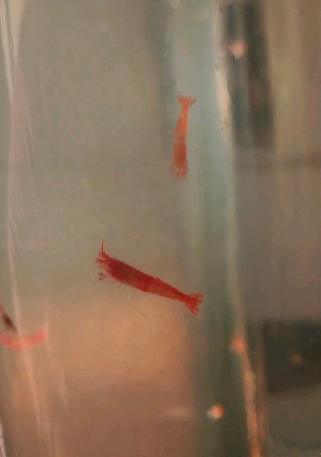 Opae ula brakwater garnalen halocaridina, Dieren en Toebehoren, Kreeft, Krab of Garnaal, Zoutwatervis, Schoolvis