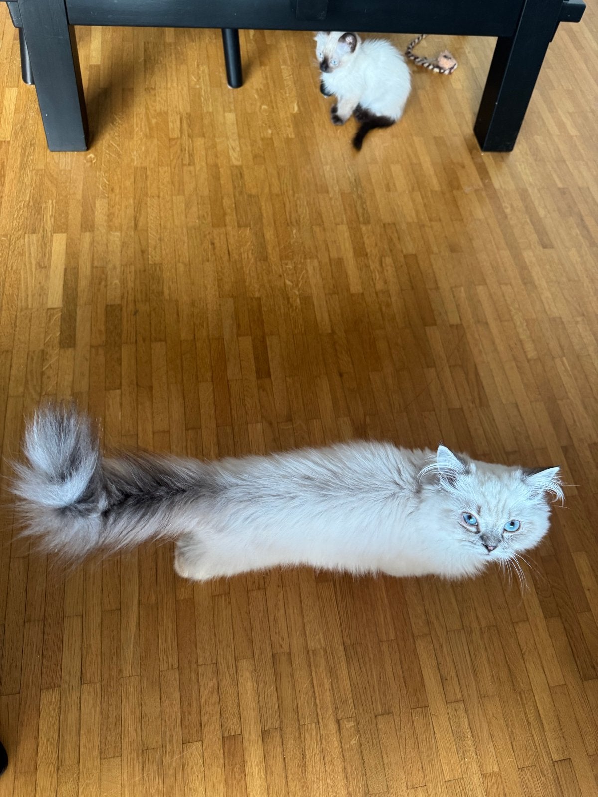 Britse korthaar x ragdoll mix kitten te koop (Mortsel BE), Kater, Ontwormd, 0 tot 2 jaar