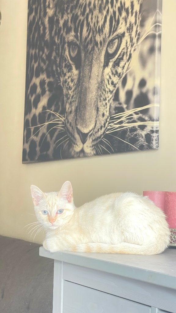 Mooie Red/Flame Point Siamese kater, Dieren en Toebehoren, Kater, Ontwormd