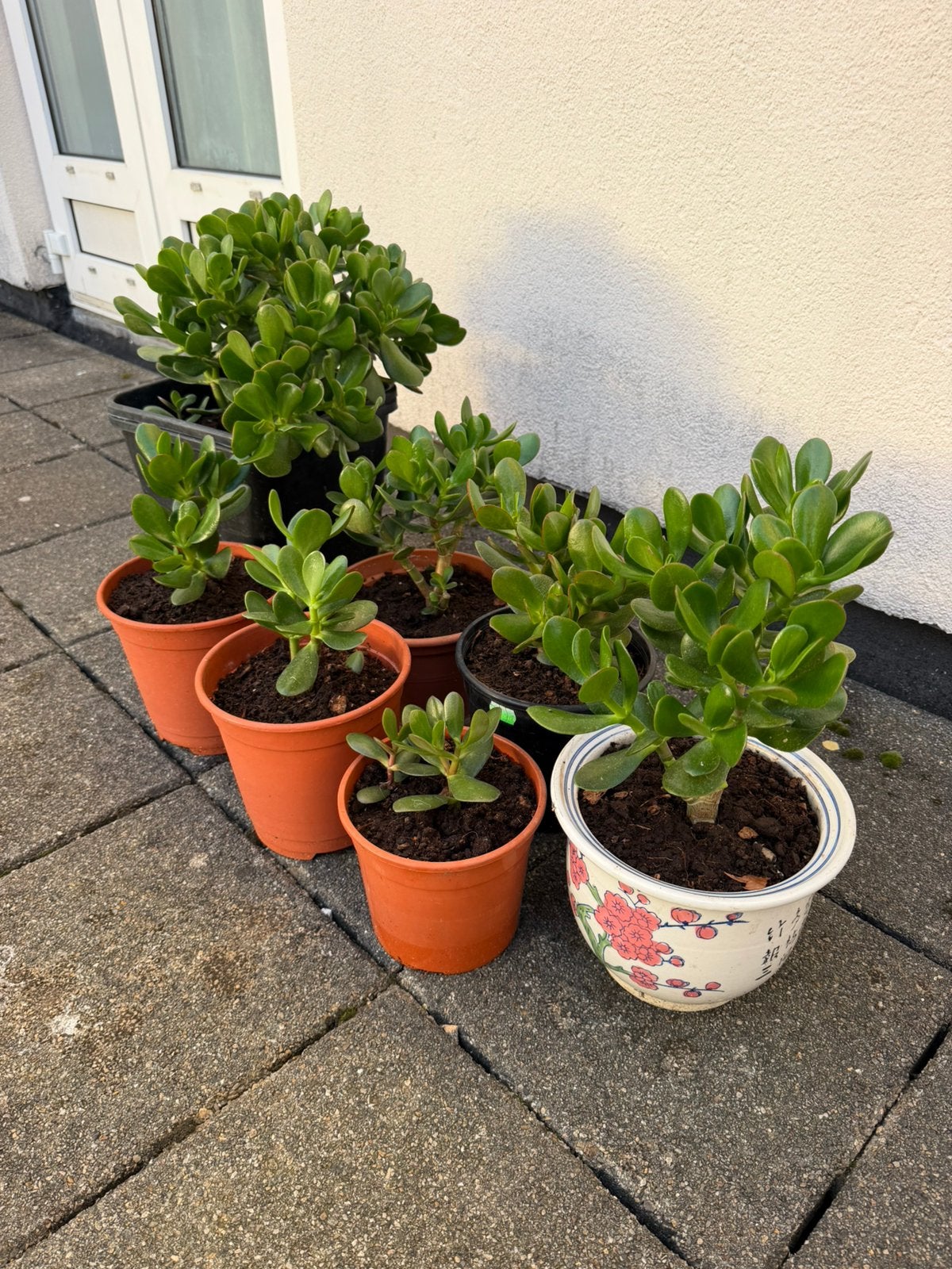 Crassula ovata/Jade plant/vetplant/Geldboom, Vaste plant, Bloeit niet, Halfschaduw, Ophalen