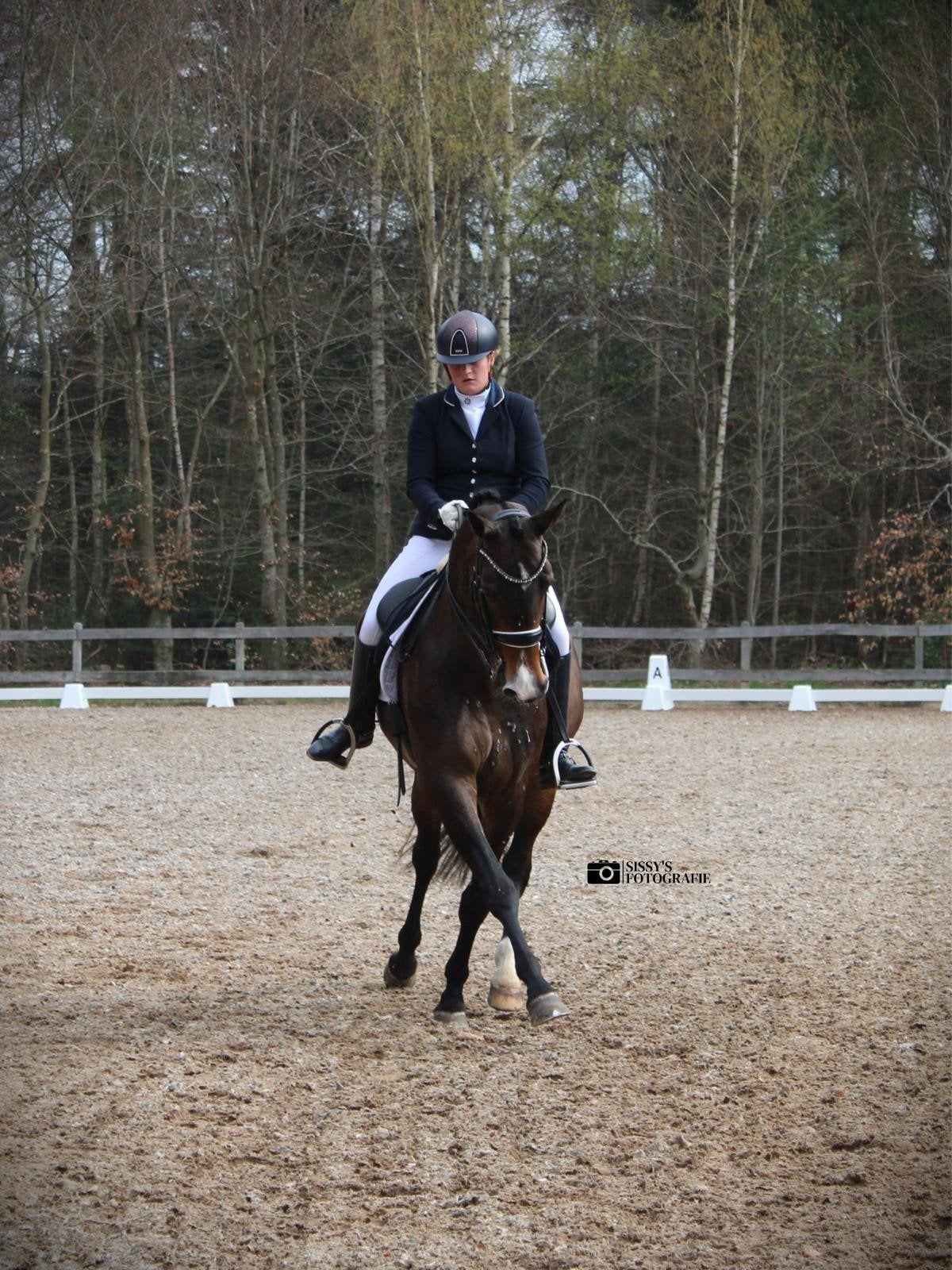 10 jarige Elite Sport IBOP-DR merrie, Merrie, Dressuurpaard, 7 tot 10 jaar, 165 tot 170 cm