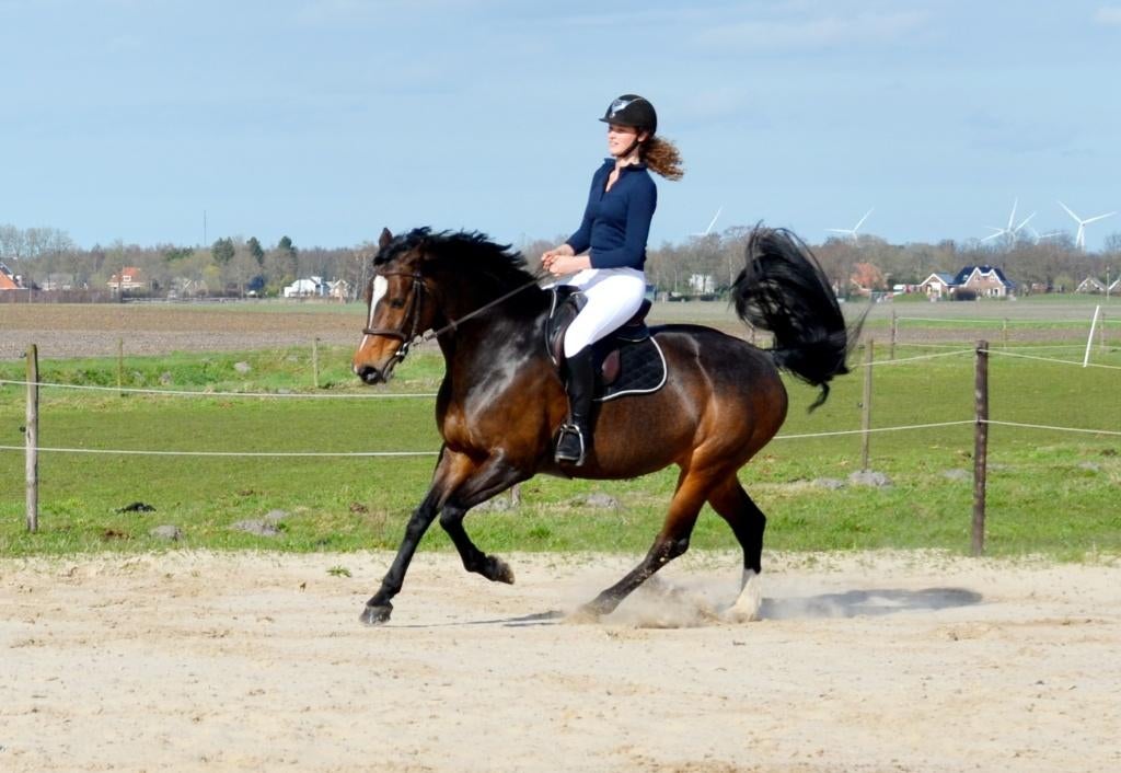 Talentvolle eerlijke KWPN merrie, Merrie, Springpaard, Met stamboom, 11 jaar of ouder