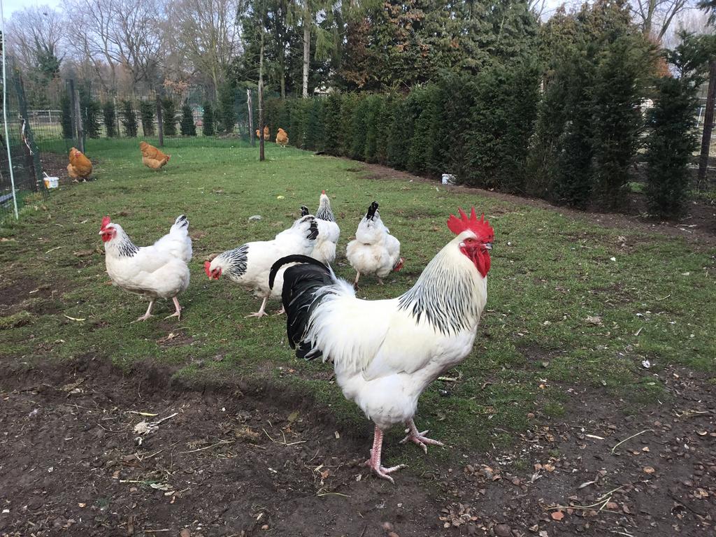 Broedeieren Sussex Columbia groot ras, Dieren en Toebehoren, Pluimvee, Geslacht onbekend, Kip