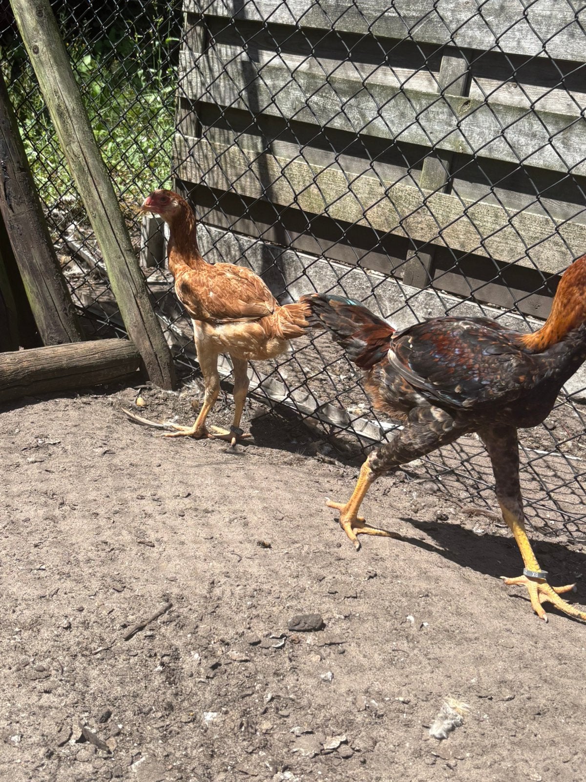 Maleier tarwe, Meerdere dieren, Kip