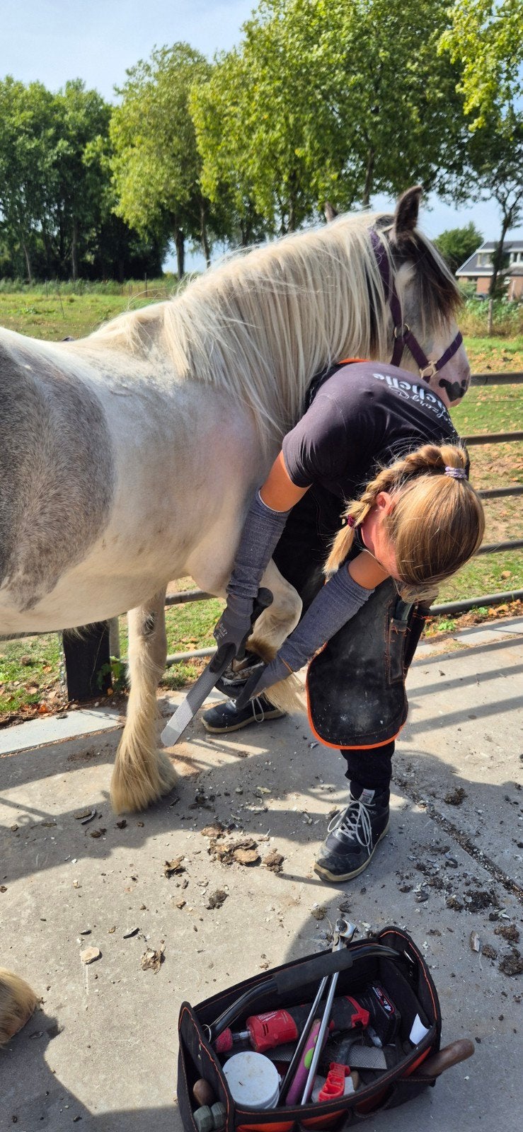 Irish Cob jaarling merrie, Dieren en Toebehoren, Merrie, Minder dan 160 cm, Met stamboom, 0 tot 2 jaar
