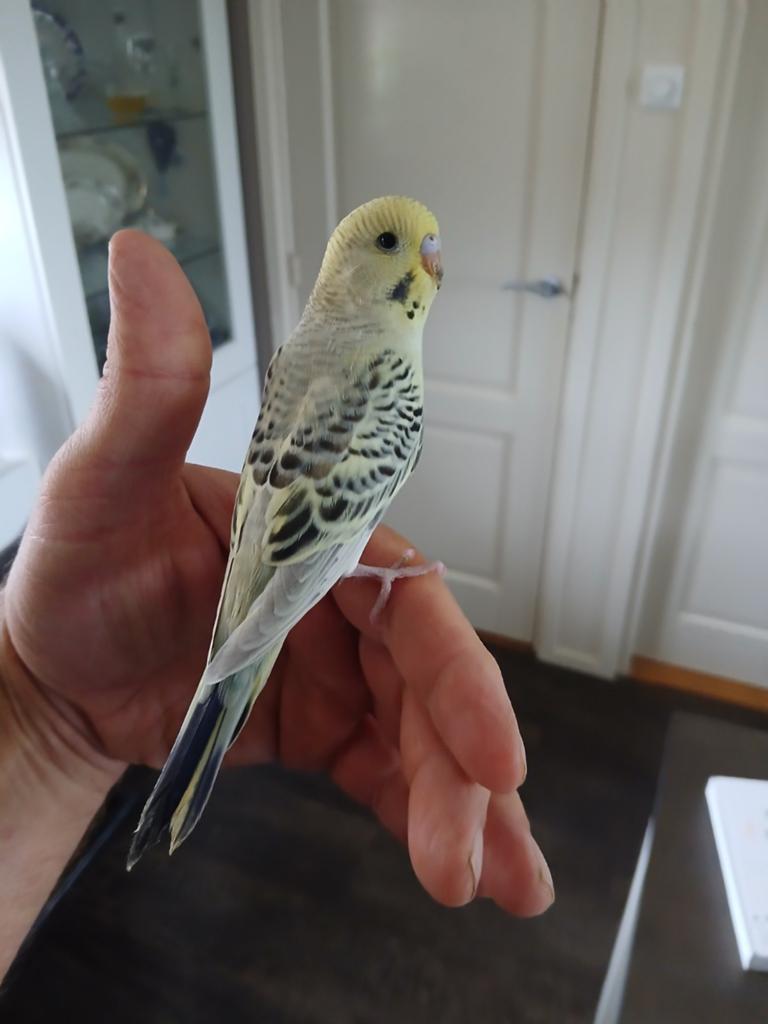 Te koop jonge tamme grasparkiet, Dieren en Toebehoren, Vogels | Parkieten en Papegaaien, Geslacht onbekend, Parkiet, Tam