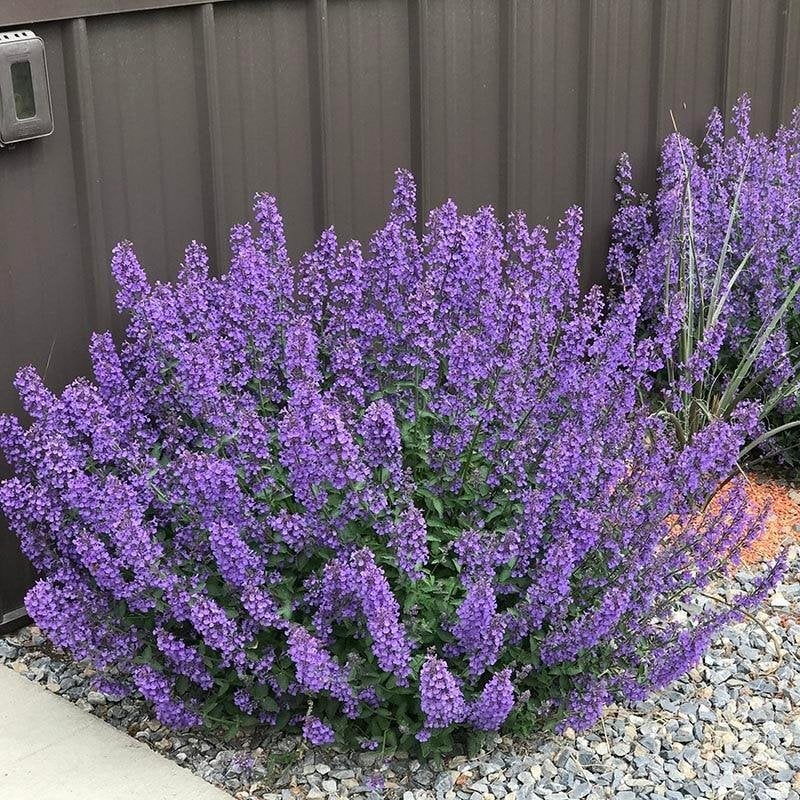 Kattenkruid nepeta vaste plant bio, Ophalen, Bodembedekkers, Volle zon, Vaste plant
