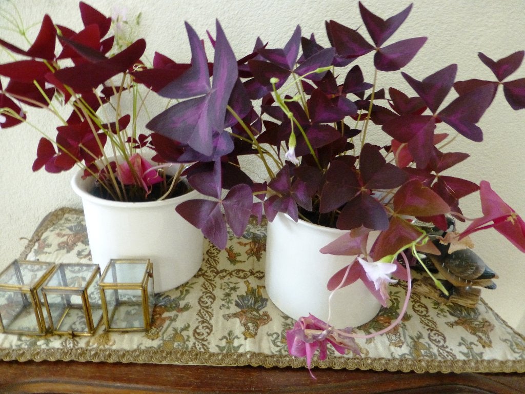 Paarse Klaver - Geluksklaver - Oxalis triangularis, Overige soorten, Ophalen of Verzenden, In pot, Minder dan 100 cm