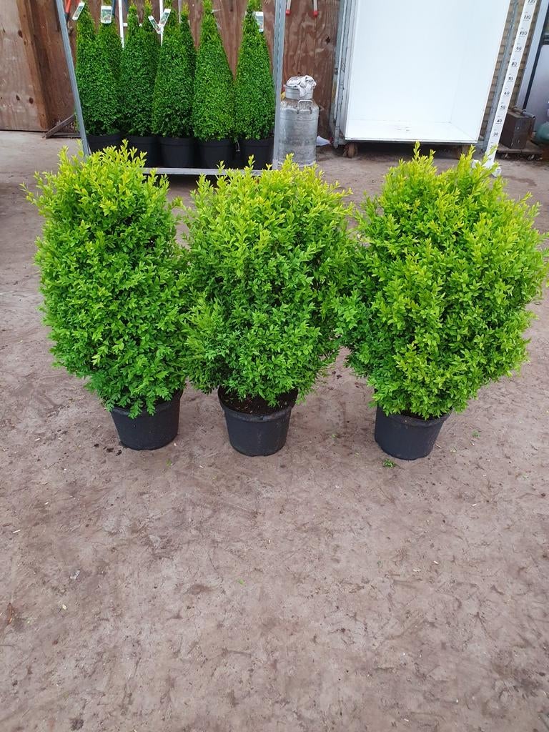 Buxus struiken scherp geprijsd, Tuin en Terras, Planten | Struiken en Hagen, Buxus, Minder dan 100 cm, Ophalen