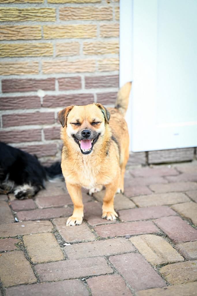 Beauty, klein mix teefje gest 2 jaar, Dieren en Toebehoren, Honden | Niet-rashonden, Particulier, 1 tot 2 jaar, Buitenland, Teef