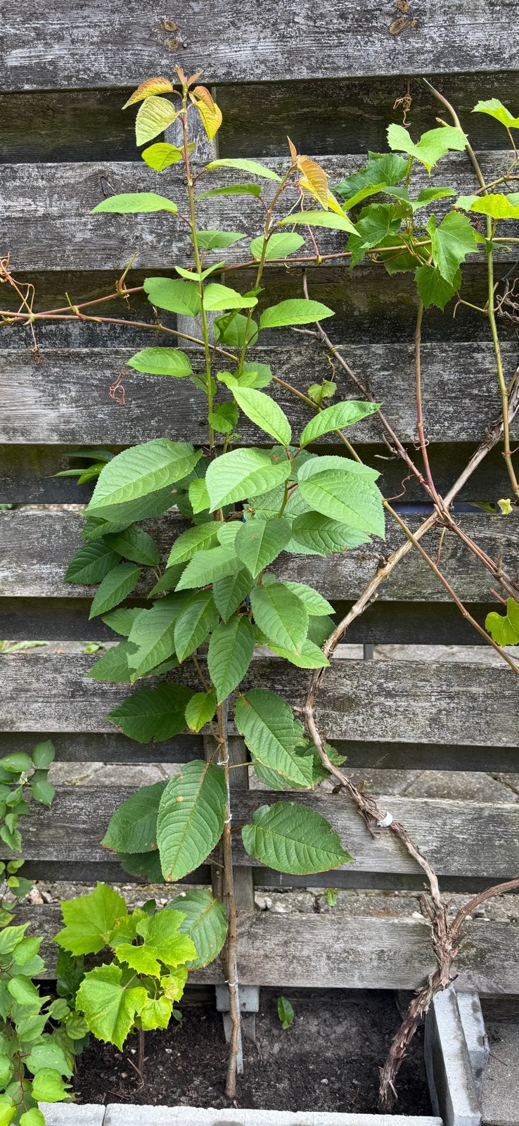 Abrikoos boompje,, Ophalen, Minder dan 100 cm, Overige soorten, In pot