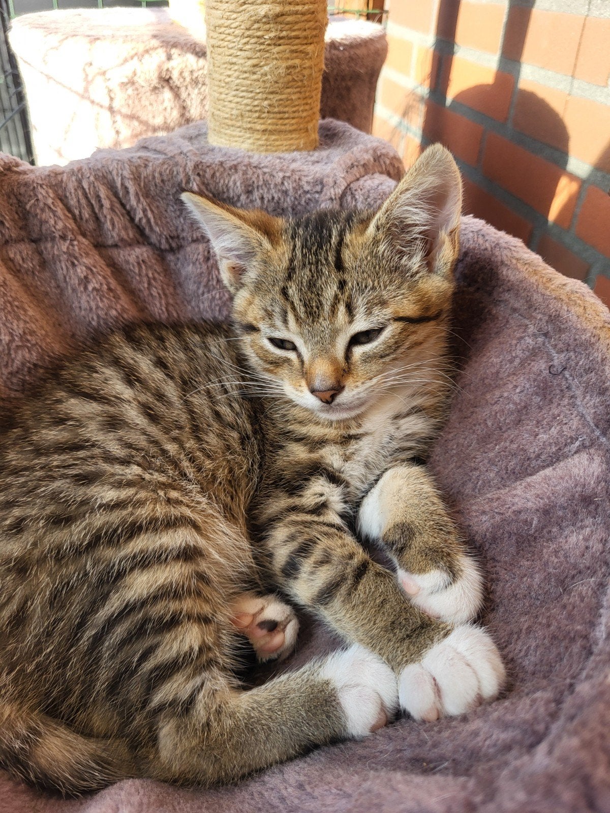 Europese korthaar kittens, Dieren en Toebehoren, Katten en Kittens | Overige Katten, Meerdere dieren