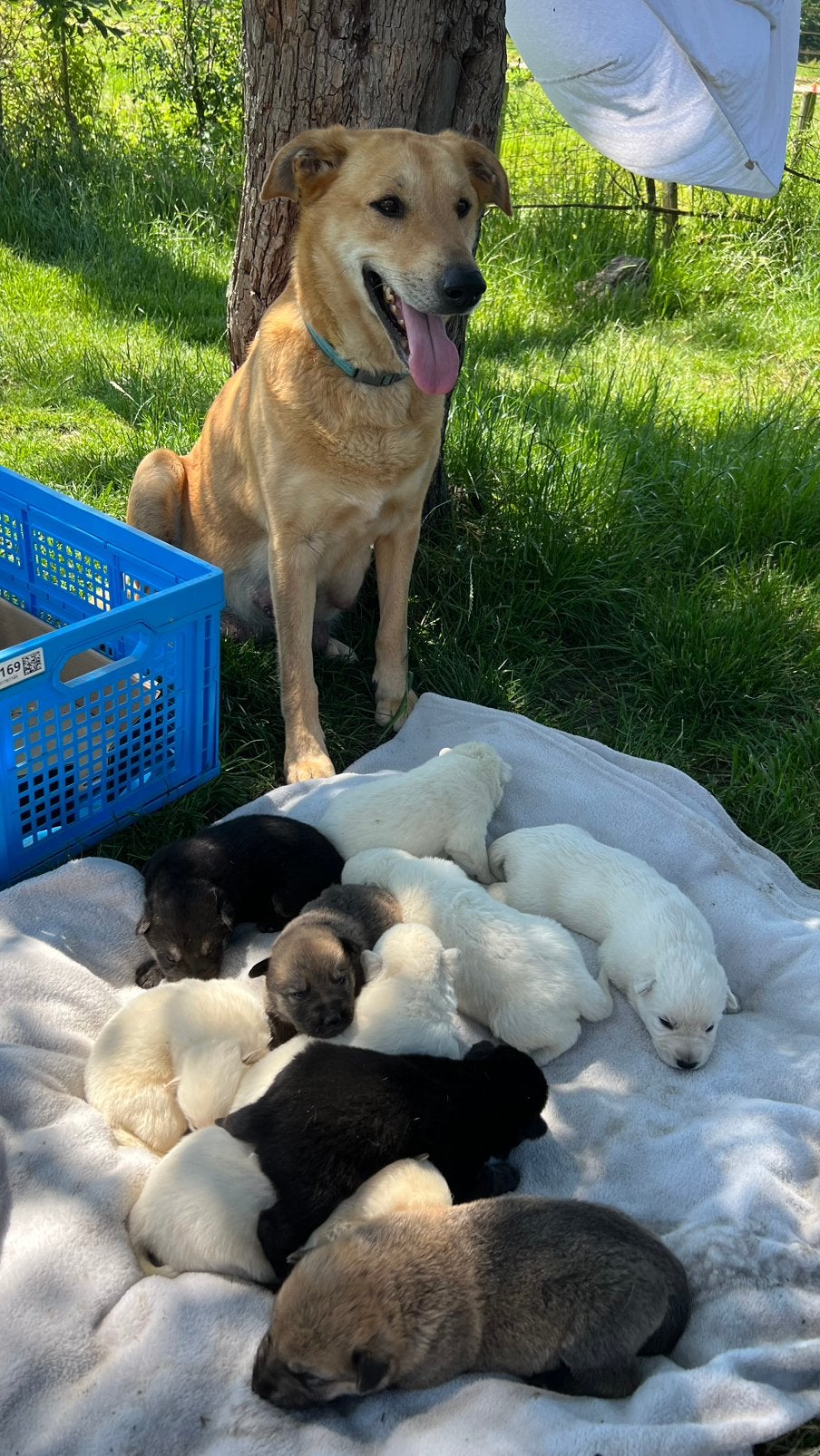 Prachtige puppys geboren . Kruising RidgebackxWitte Herder, Parvo, 8 tot 15 weken, Meerdere, Meerdere dieren