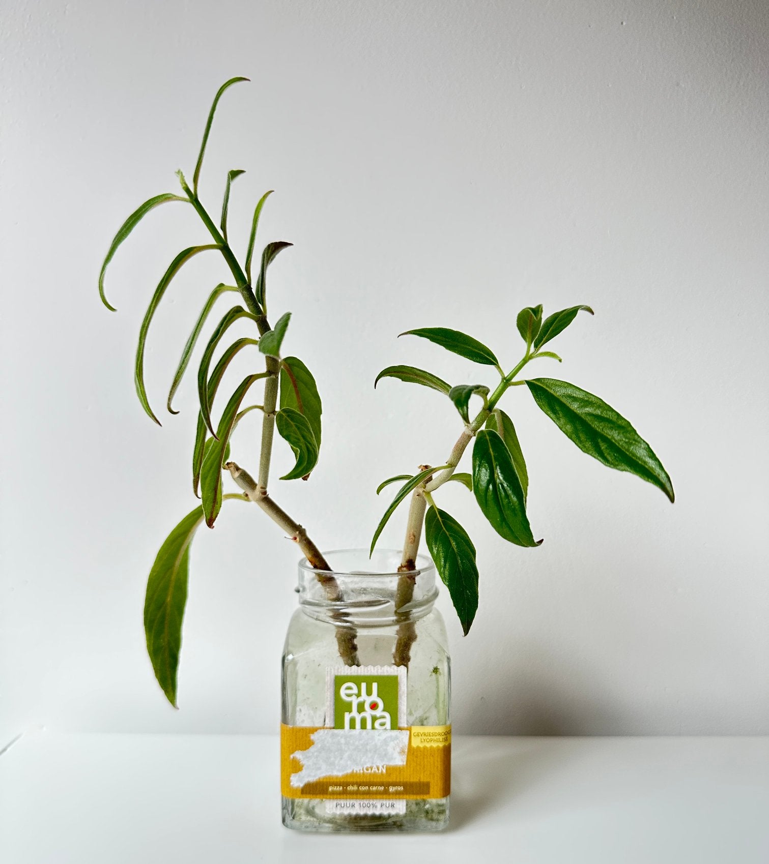 Columnea schiedeana stekken, Ophalen of Verzenden, Halfschaduw, Minder dan 100 cm