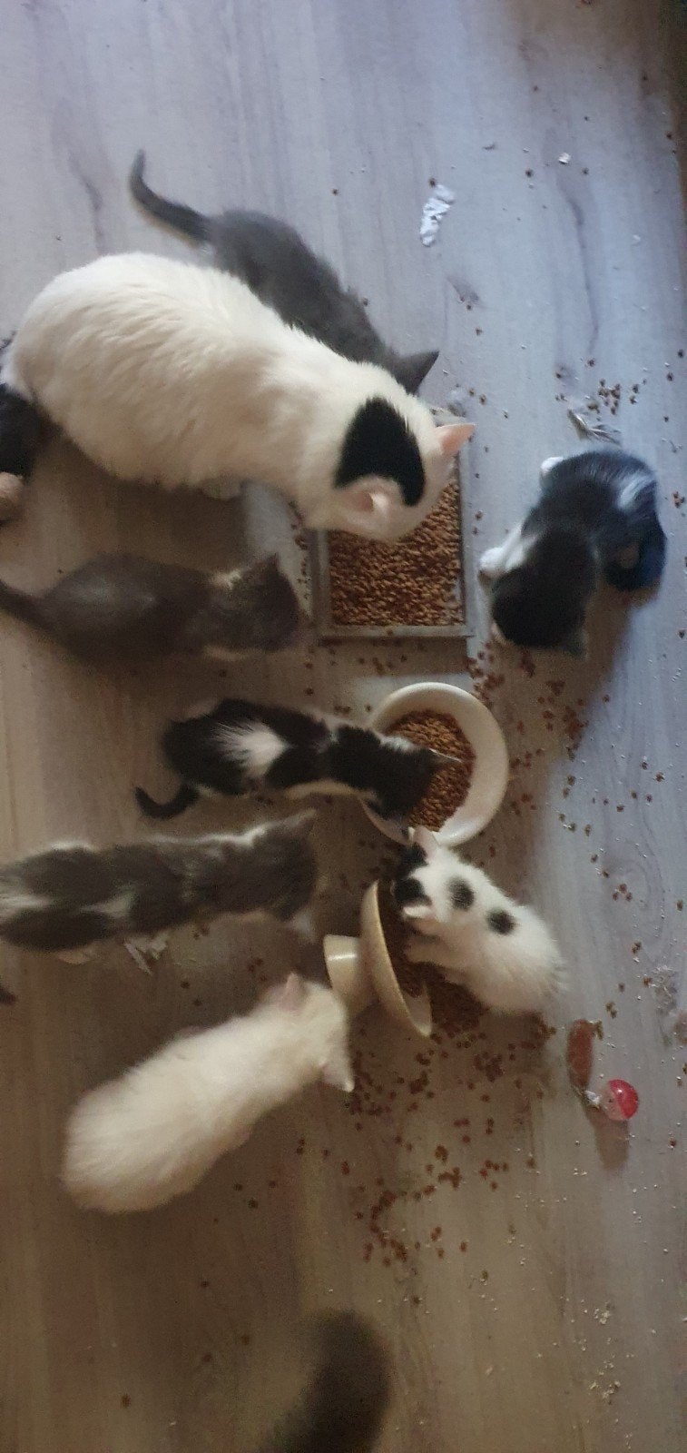 100% Raszuivere Ragdoll kittens te koop, Meerdere dieren, Ingeënt, 0 tot 2 jaar