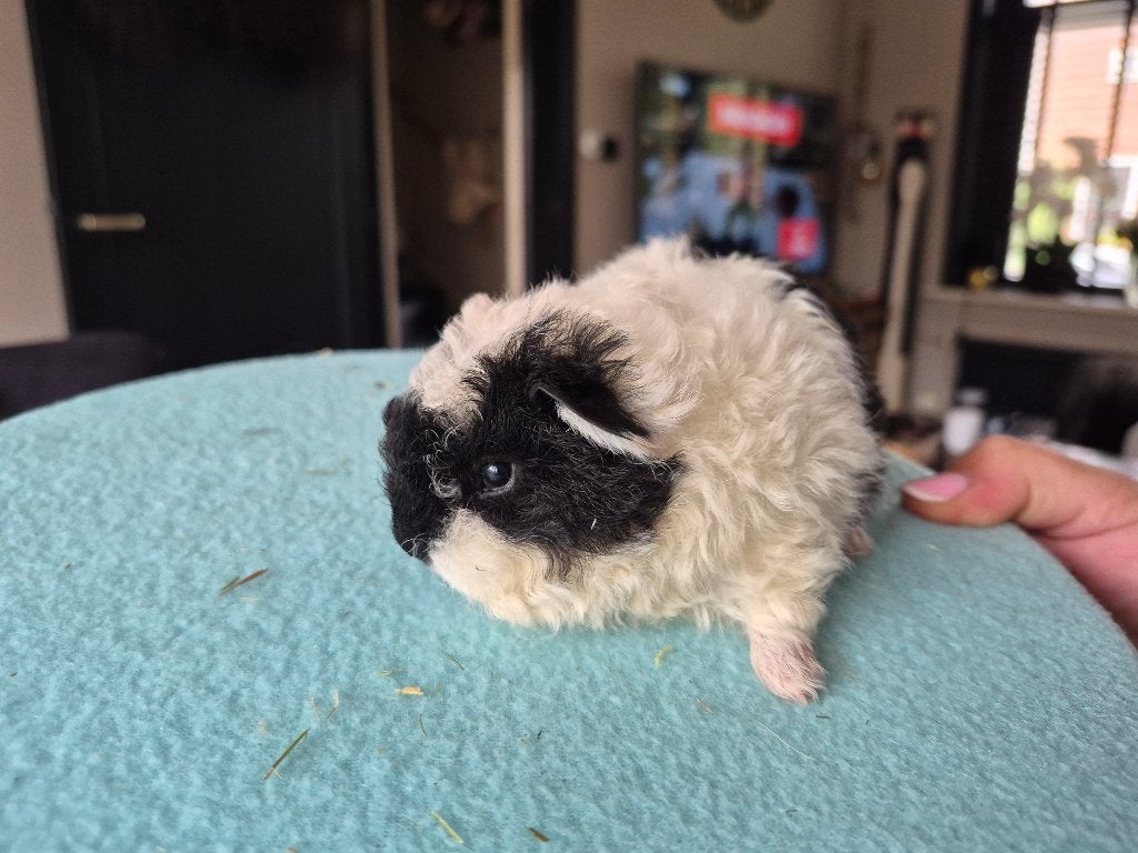 Cavia prachtig tessel merino krul baby broertje🩵, Dieren en Toebehoren, Cavia, Mannelijk, Tam, September