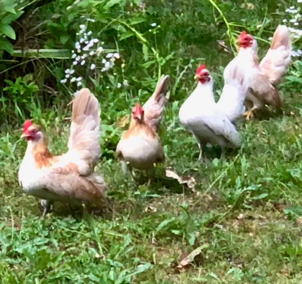 Indonenisische krielkippen, Dieren en Toebehoren, Vrouwelijk, Kip