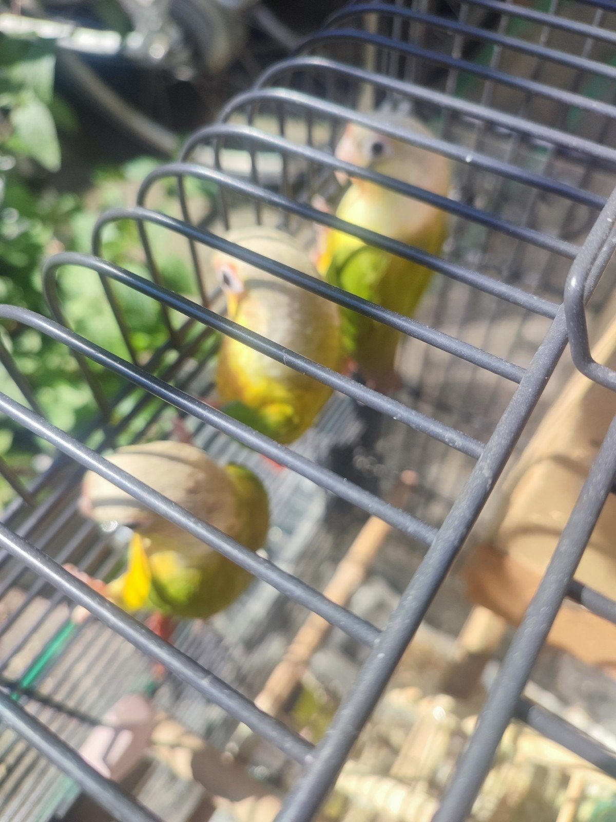 Pineapple Conure)، twee
