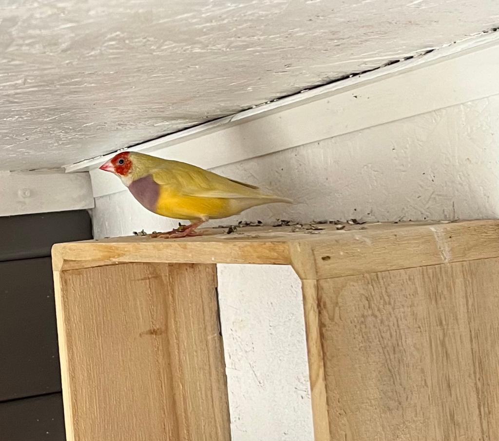 Gould amadine man, Dieren en Toebehoren, Vogels | Overige Vogels, Mannelijk