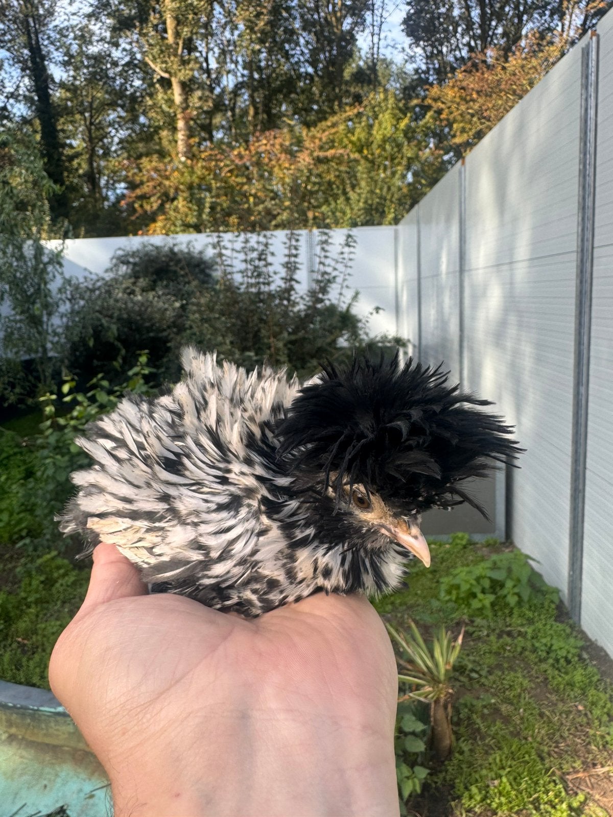 11 jonge padua kriel kuikens te koop!, Dieren en Toebehoren, Meerdere dieren, Kip