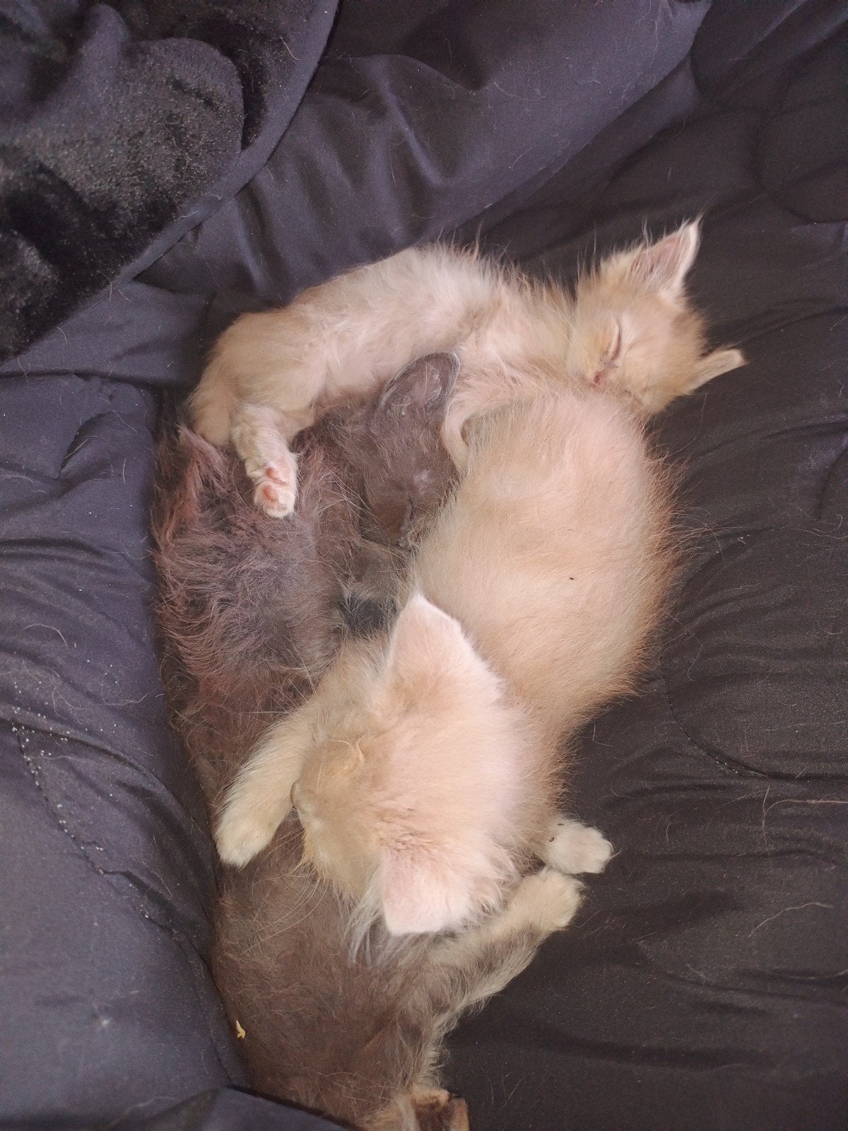 Kruising Ragdoll kittens te koop, Dieren en Toebehoren, Katten en Kittens | Overige Katten, Meerdere dieren