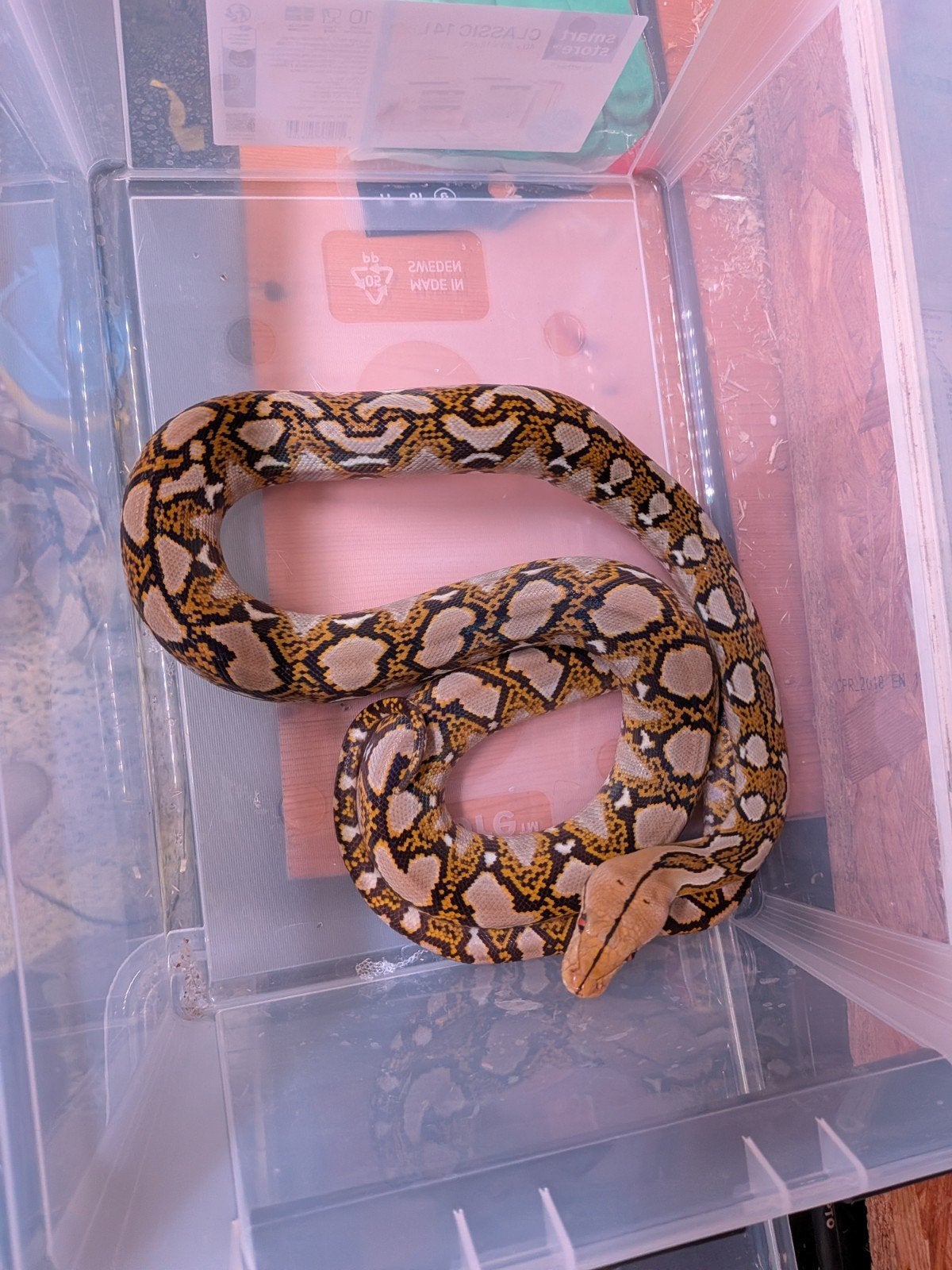 Koppel retic 100% Het mocha. Reticulated Python - unknown for sale from nick