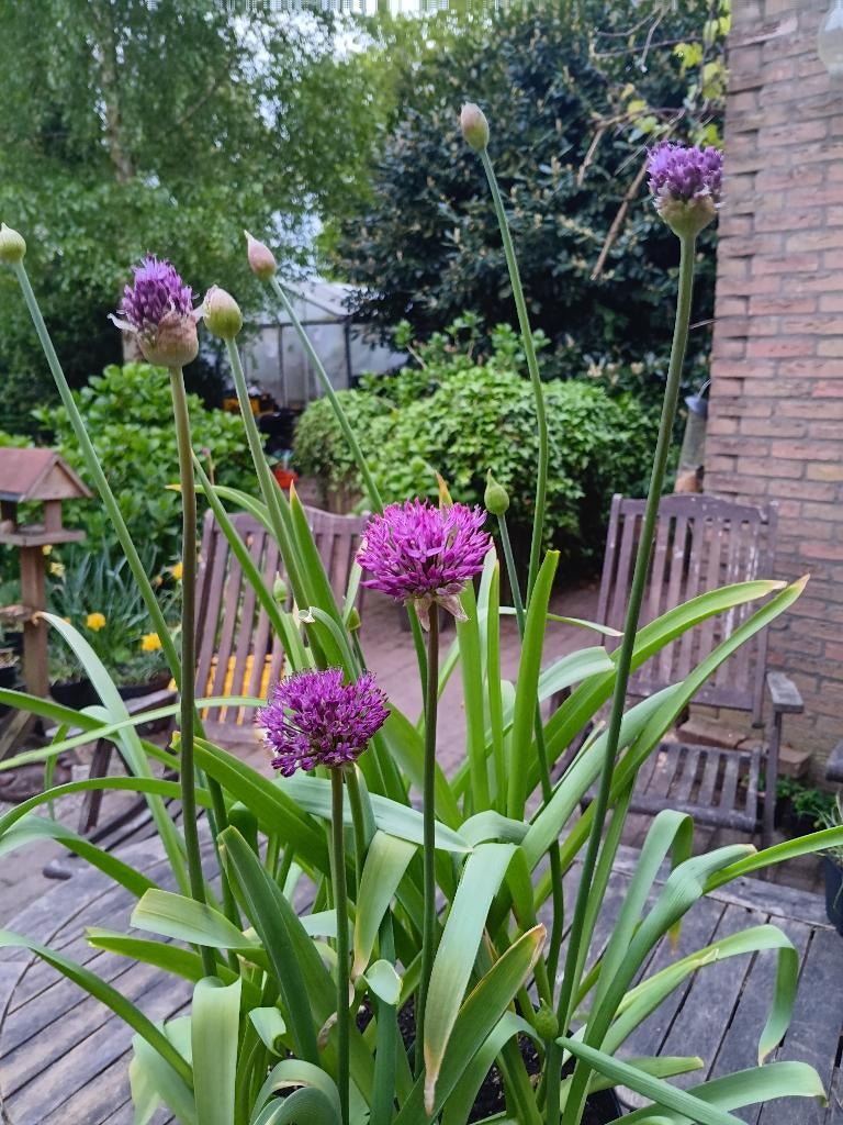 Allium planten, Volle zon, Vaste plant, Lente, Ophalen