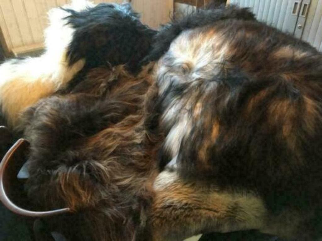 Langharige mooie grote IJslandse schapenvachten 1m - 1m20, Ophalen of Verzenden