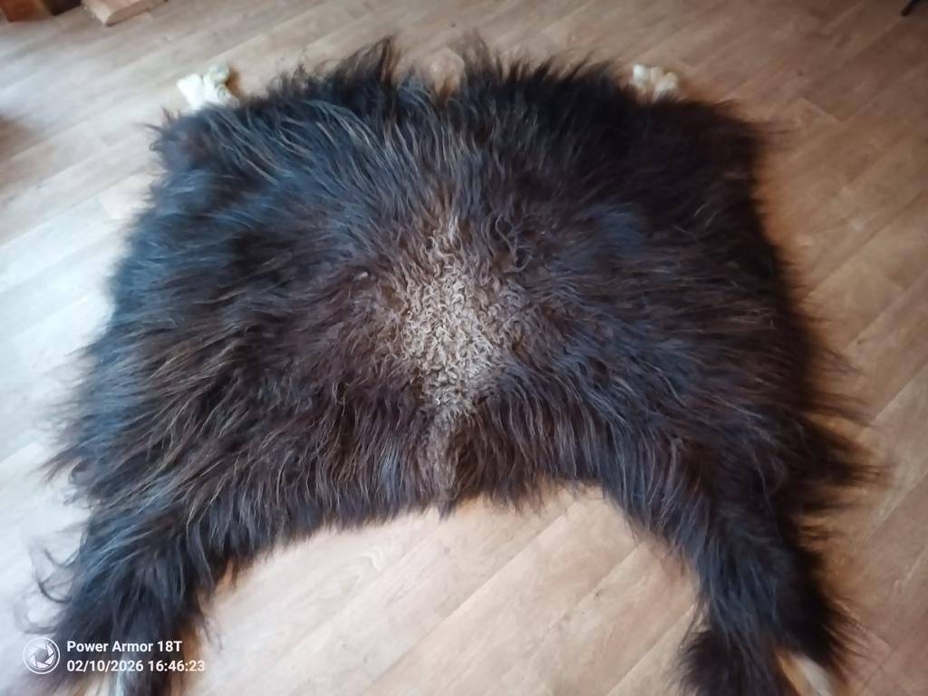 Muskusos huid - Uniek decoratief item, Ophalen of Verzenden, Gebruikt