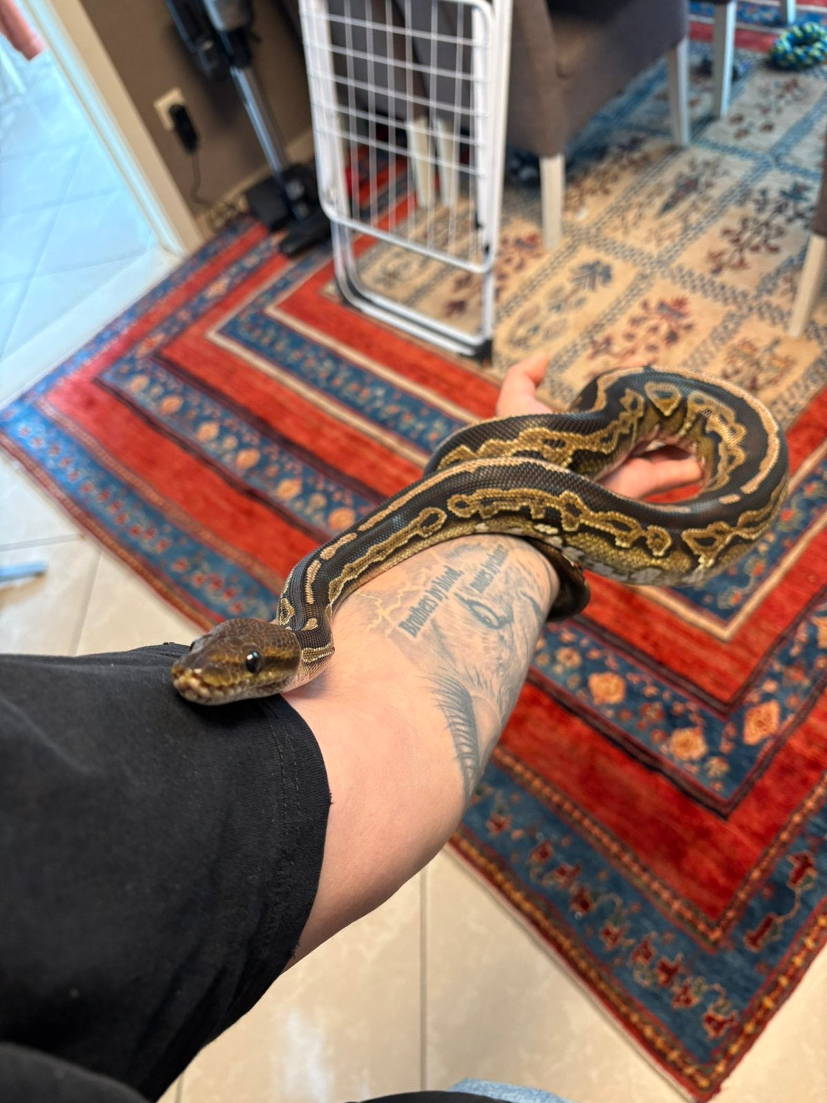 Koningspython - 1.0 MAHOGANY CINNAMON Ball Python - male for sale from Quinten