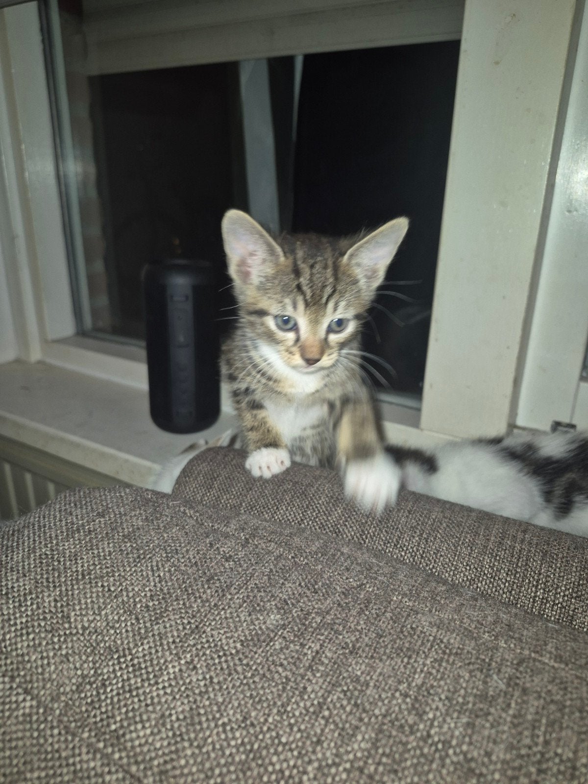 kittens, Poes, Ontwormd, 0 tot 2 jaar