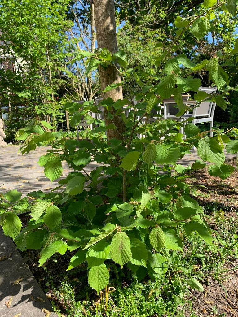 Hazelaar - Echte hazelnoten voor jouw tuin, Tuin en Terras, Planten | Bomen, Halfschaduw, Lente, 100 tot 250 cm, Overige soorten